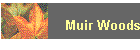 Muir Woods